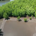 Salah satu lokasi rehabilitasi mangrove. (Foto: Yayyasan Bonebula)