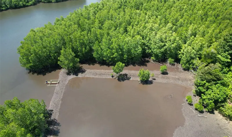Salah satu lokasi rehabilitasi mangrove. (Foto: Yayyasan Bonebula)